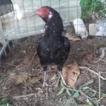 Dũng Trần thanh Profile Picture