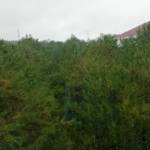 Hậu Phan Profile Picture