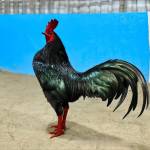 Thu Mai Profile Picture