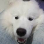 Huyen Vu Profile Picture