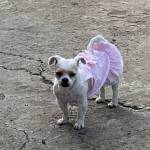 Sterver Minh Profile Picture