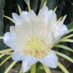 Dung Nguyen Profile Picture