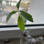 Thương Yêu Profile Picture