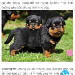 Đỉnh Huynh Profile Picture