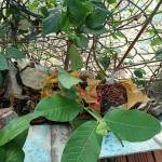 Kiu Kiu Profile Picture