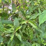 Nhật Nguyễn Nguyễn Profile Picture