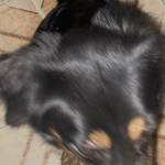 Gau Lưu Profile Picture