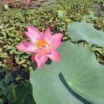 SexMan Profile Picture