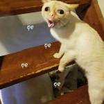 Long Hoàng Profile Picture