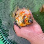 Luân Trần Profile Picture