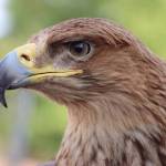 gia doan Profile Picture