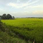 Hiu Nguyễn Profile Picture