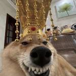 Quoc Nguyen Profile Picture