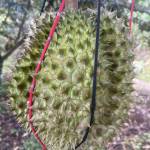 Cuong Do Profile Picture