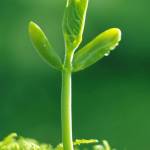 Tranchi1984 Profile Picture