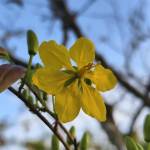 Hoai Nguyen Profile Picture