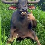 Hoài Phạm Profile Picture