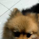 Minh Lê Profile Picture