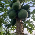 Thành tuan Nguyen Profile Picture