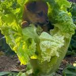 Duy Nguyễn Profile Picture