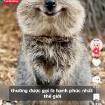 Minh Hoàng Profile Picture