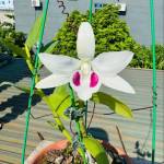 Khôi Trần Profile Picture