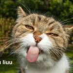 Anh K Profile Picture