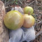 Tô Top Profile Picture