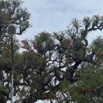 Leo Sage Profile Picture