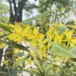 Huy Nguen Profile Picture