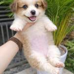 Suaveng Profile Picture