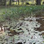 Su Lem Profile Picture