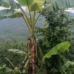 Thiện nhân LÊ Profile Picture