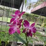 Du666666 Profile Picture