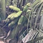 Ngọc Tiến Đỗ Profile Picture