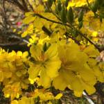 thanh tran Profile Picture