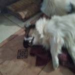 Tinh008 Profile Picture