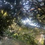 phúc nguyễn Profile Picture