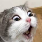 Môn Khánh Tây Profile Picture