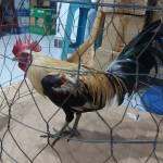 mafia6789 Profile Picture