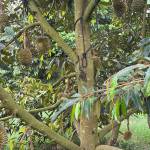 hau pham Profile Picture