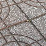 Linh Trần Profile Picture