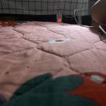 loan phan Profile Picture