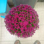 Trung Lê Thanh Profile Picture