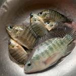 dunganthu Profile Picture