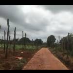 Linh Tran Profile Picture