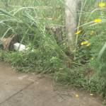 Ha Thái Profile Picture